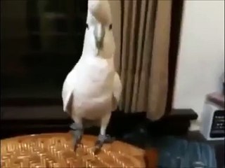 adana merkez patliyor herkez kus versiyon