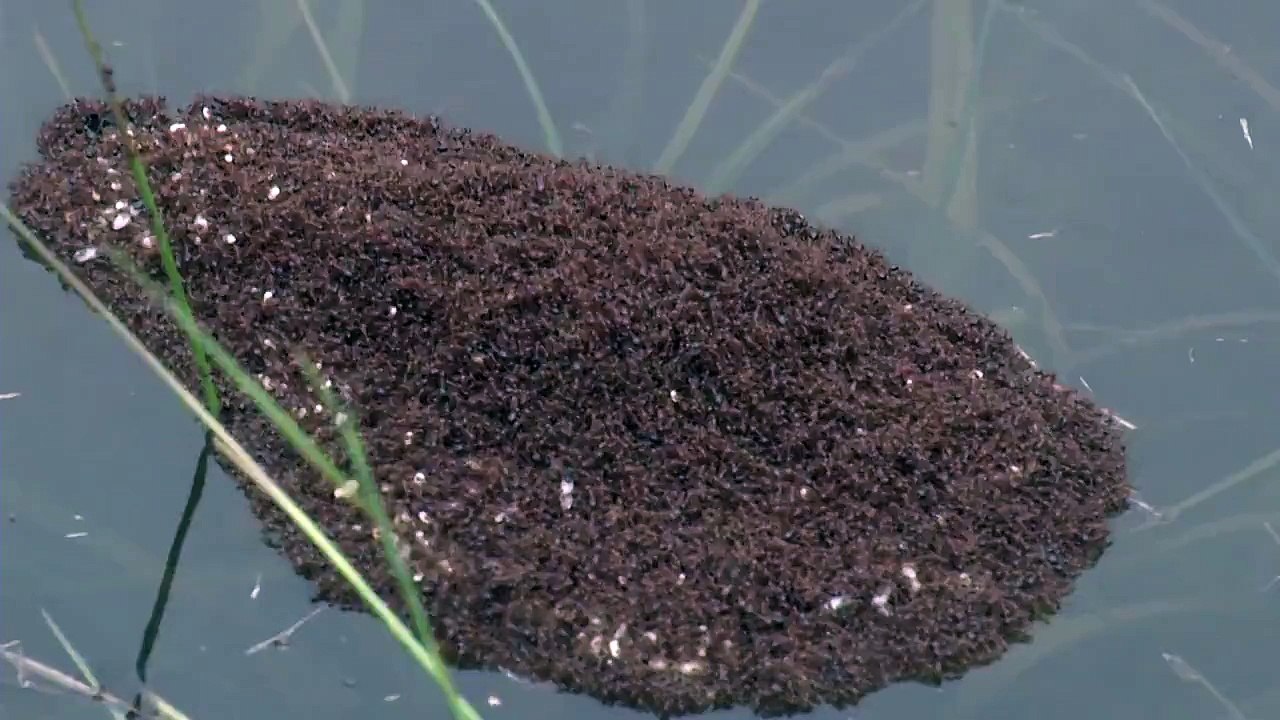 Viral_ Island of ants seen floating after SC flooding
