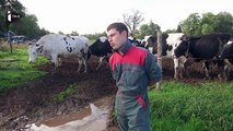 Un éleveur met en vente ses vaches sur Le Bon Coin