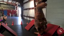 Man dressed as T-Rex trains American ninja obstacle course