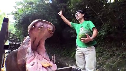 Like a Hippo eating watermelon