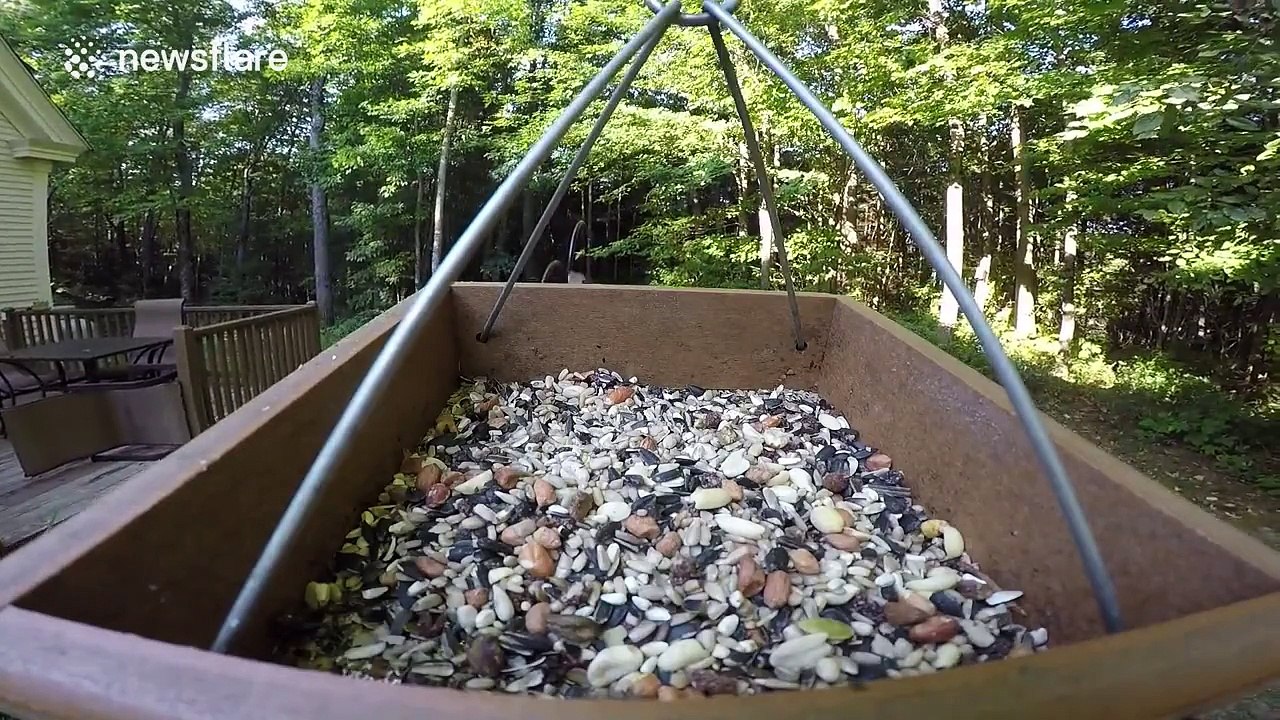 GoPro catches thieving squirrels raiding bird feeder