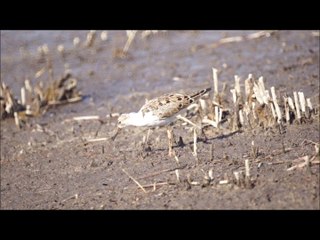 Combattant varié blessé