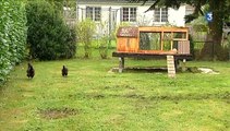 Redon : les poules à la rescousse des déchets