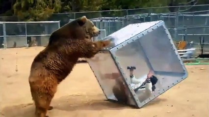 Une attraction très dangereuse dans un zoo japonais