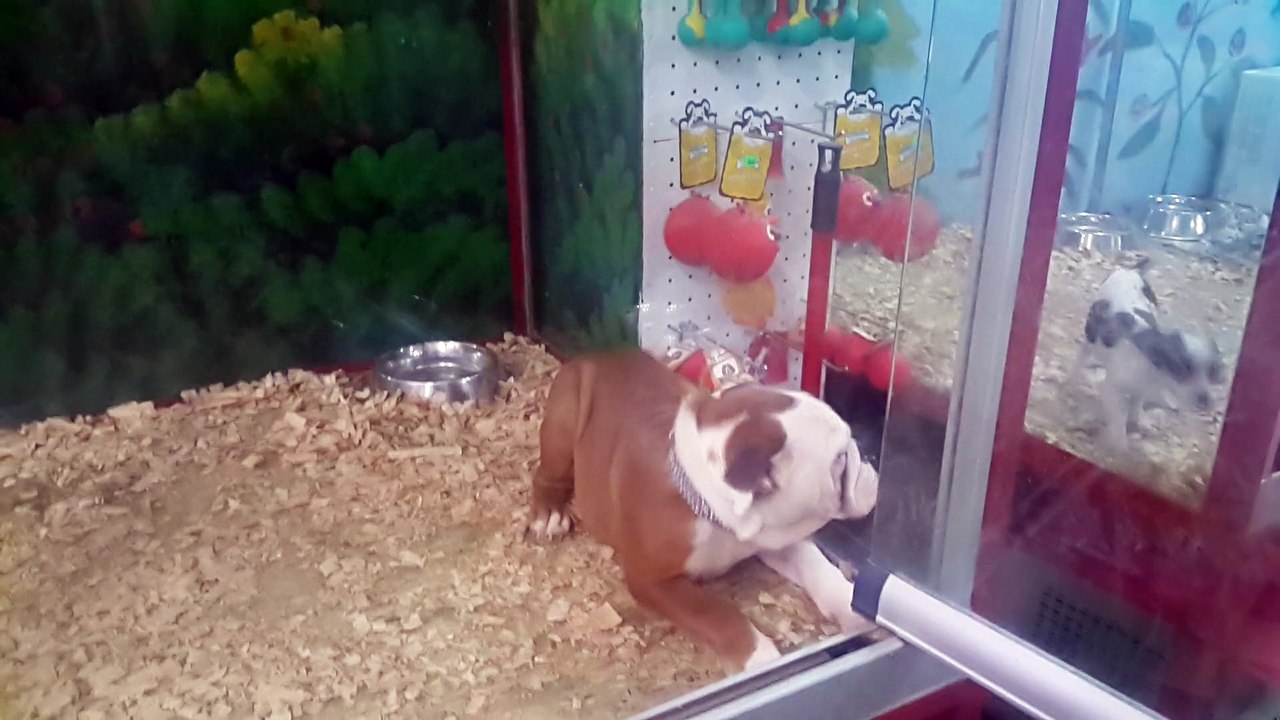 0534. 467.6979 satılık ingiliz bulldog yavruları her ile teslim