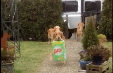 Deux chiens aident à décharger les courses