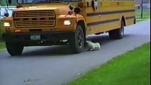 Dogs Who Don't Want Their Kid to Go Back to School