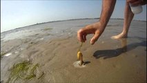 How to catch a Razor Fish / Clam