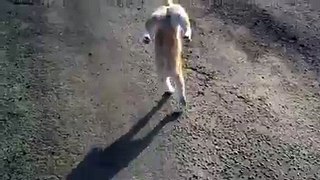 Disable cat walking