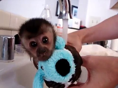 Little monkey taking shower