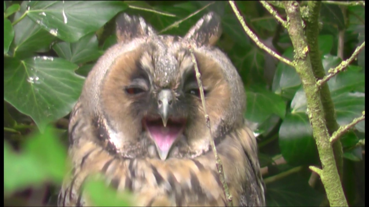 Hibou moyen-duc (clip)