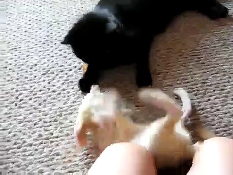 Лиса Фенек и кот играют