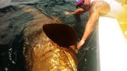 LARGEST GOLIATH GROUPER EVER ON YOUTUBE! CHEW ON THIS