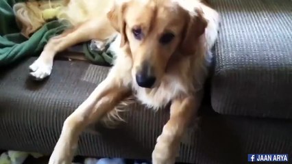 Awww Naughty Dogs Feeling Guilty