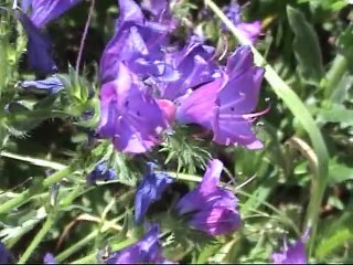 Promenade dans la nature en Corse