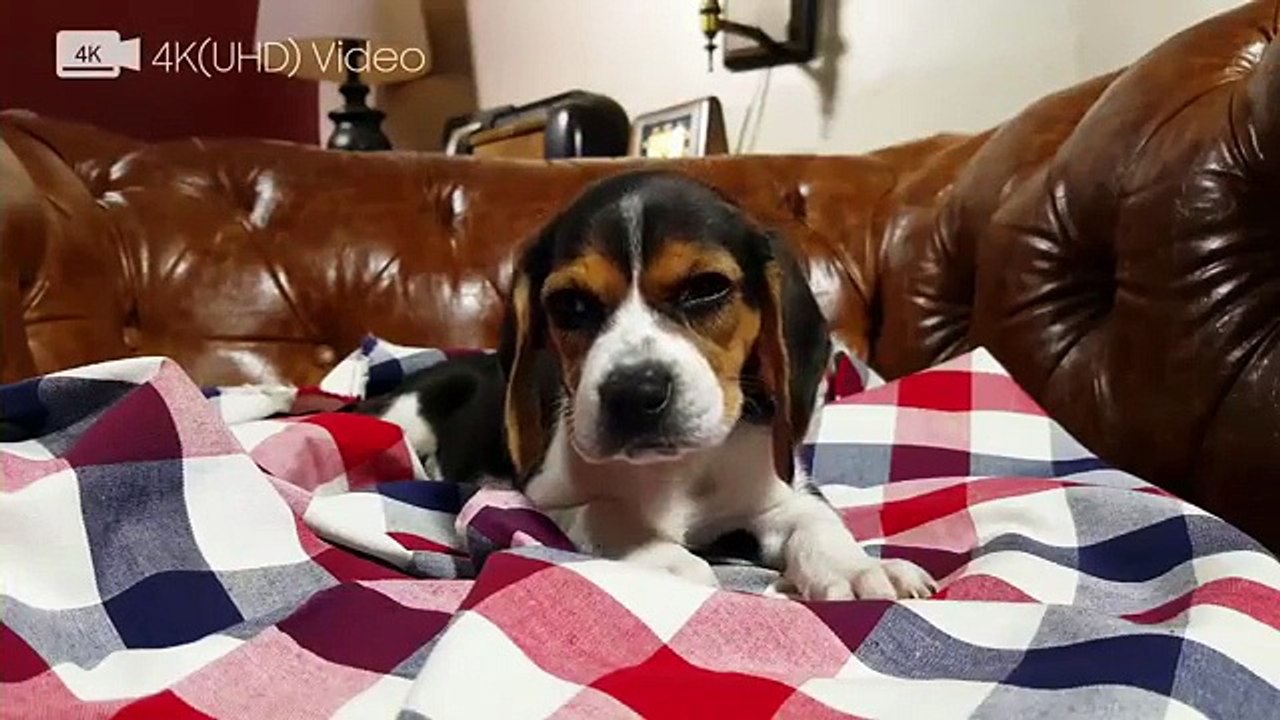 Samsung Galaxy S6 edge+ Official Hands-on - Entertainment