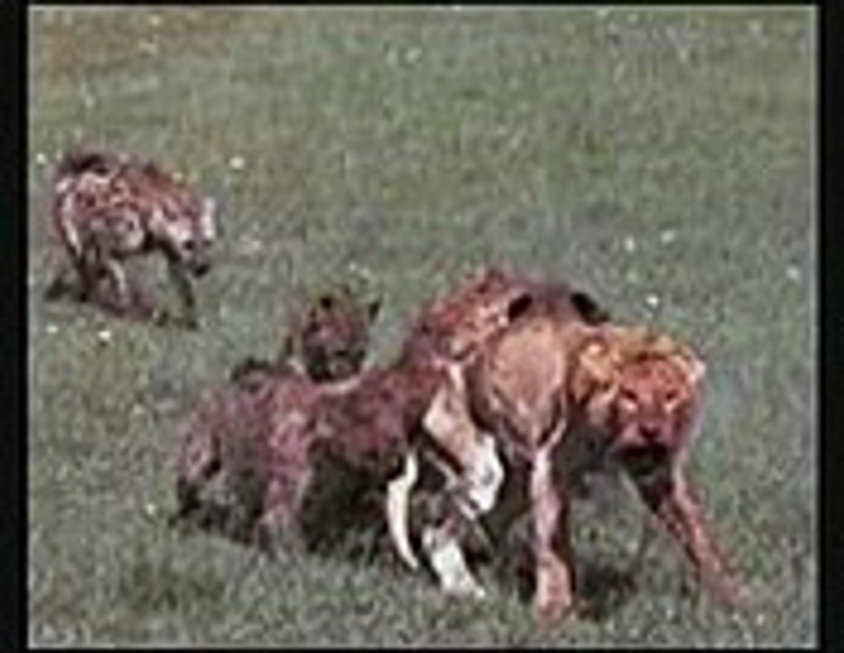 animal funny clip video playit.pk dailymotion (14)