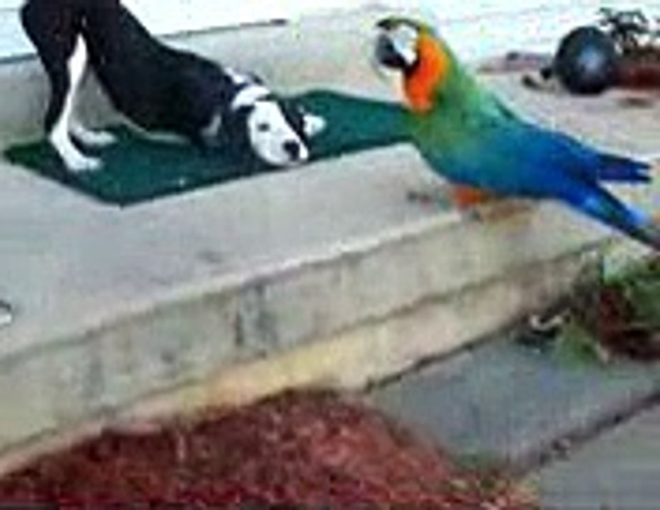 animal funny clip video playit.pk dailymotion (17)