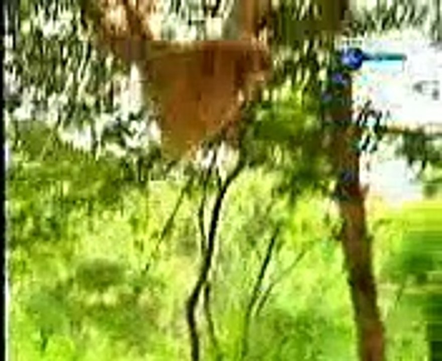 animal funny clip video playit.pk dailymotion (18)