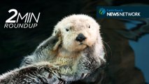 Waking up otters, deep-sea sharks & Chernobyl's wildlife