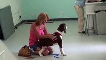 Elle va chercher son chien paralysé à la clinique et surprise