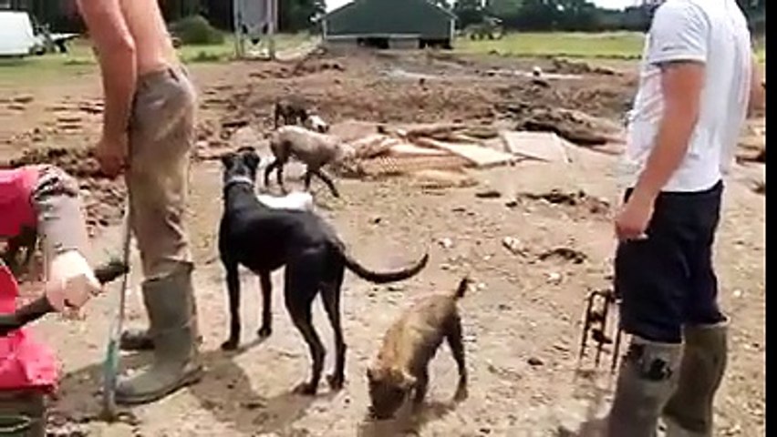 Jack Terrier Ve Buyuk Fare Avi Dailymotion Video