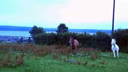 Kitty Run Run - GATA SONNY HONEYMOON, 2014 sorrel QH filly