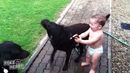 Милота: малыш играет с собачками