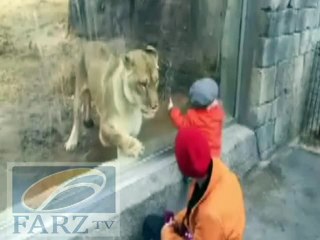 Amazing Video Clip, Cheild Playing with Lion - Farz TV