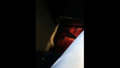 Wurgslangen rijden meerdere dagen mee met stadsbus - RTV Noord