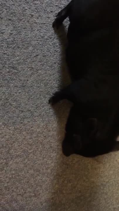 Piglet busts out some serious "dance" moves