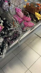 Funny Toy in Shopping Mall