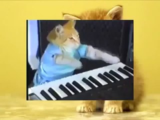 Funny cat is simply burning synthesizer!