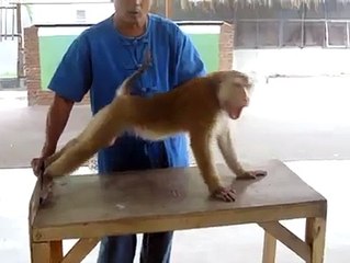 That Monkey probably a Arnold Schwarzenegger Fan