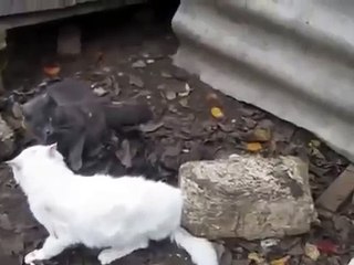 Эти кошачьи бои по настоящему прикольные!