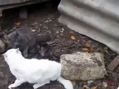 Эти кошачьи бои по настоящему прикольные!
