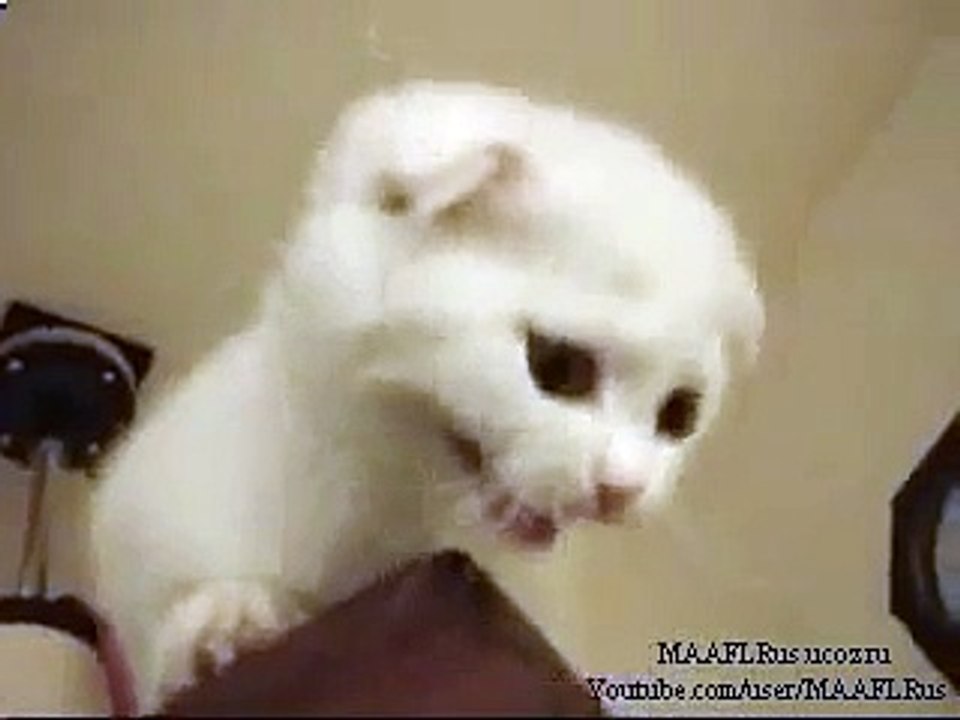 This incredible kitten funniest and cool