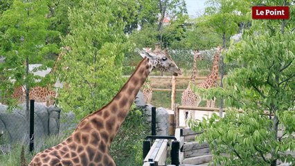 Les trois bizarreries... de la girafe !