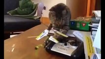 En Komik Kedi Videoları   Kesin izle  D