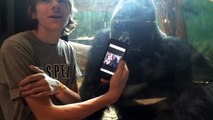 He showed a gorilla photos of other gorillas on his phone. Watch the gorillas reaction!