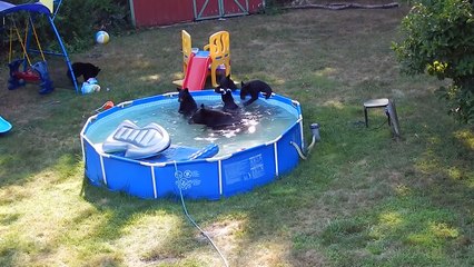 A bear family takes a dip in our pool - Part II