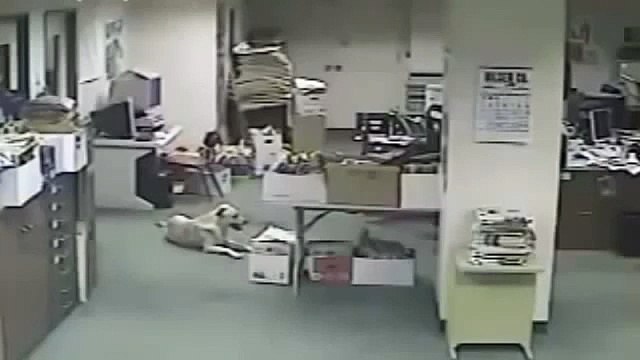 Dog Detecting Nepal Earthquake Before It Happens - Bihar on 12 May 2015