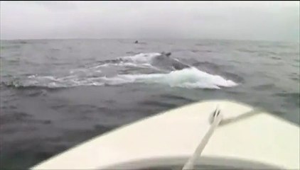Une vingtaine de baleines à bosse au large de Saint-Pierre-et-Miquelon