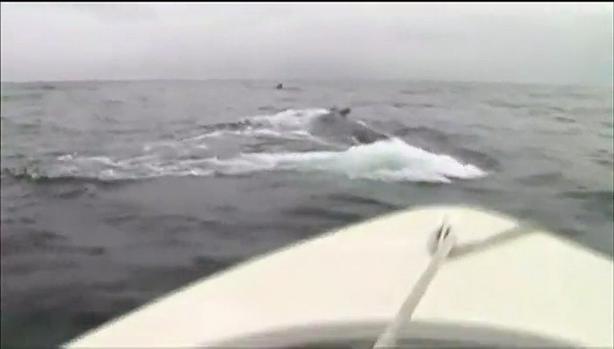 Une vingtaine de baleines à bosse au large de Saint-Pierre-et-Miquelon