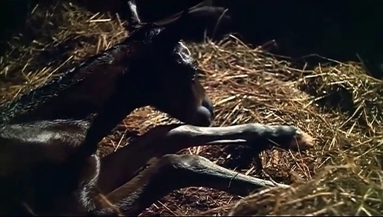 Black Beauty (1971) - Trailer
