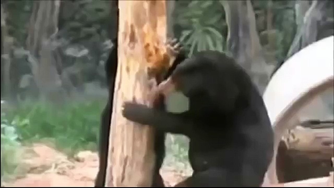 Медведь и дерево