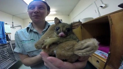 Orphaned Brushtail Possum with toy kangaroo surrogate mum
