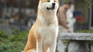 HACHI true story about a japanese dog | Hachiko правдивая история о японском собаки
