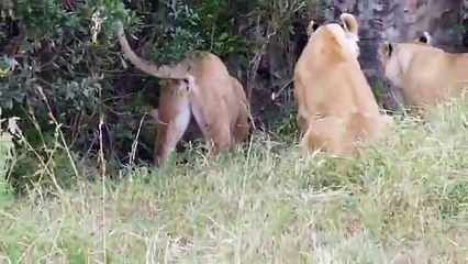 Mira como estos leones pelean a matarse